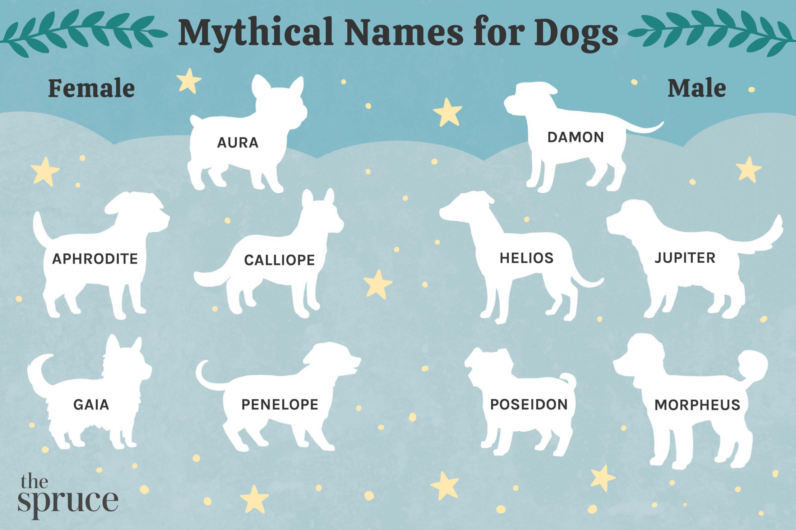 What is a Rare Name For a Female Dog?