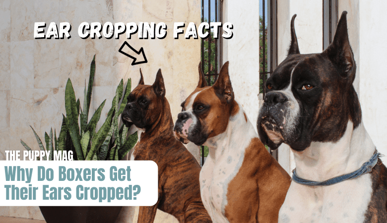 Benefits of Dog Ear Cropping