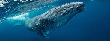 blue whale vs humpback